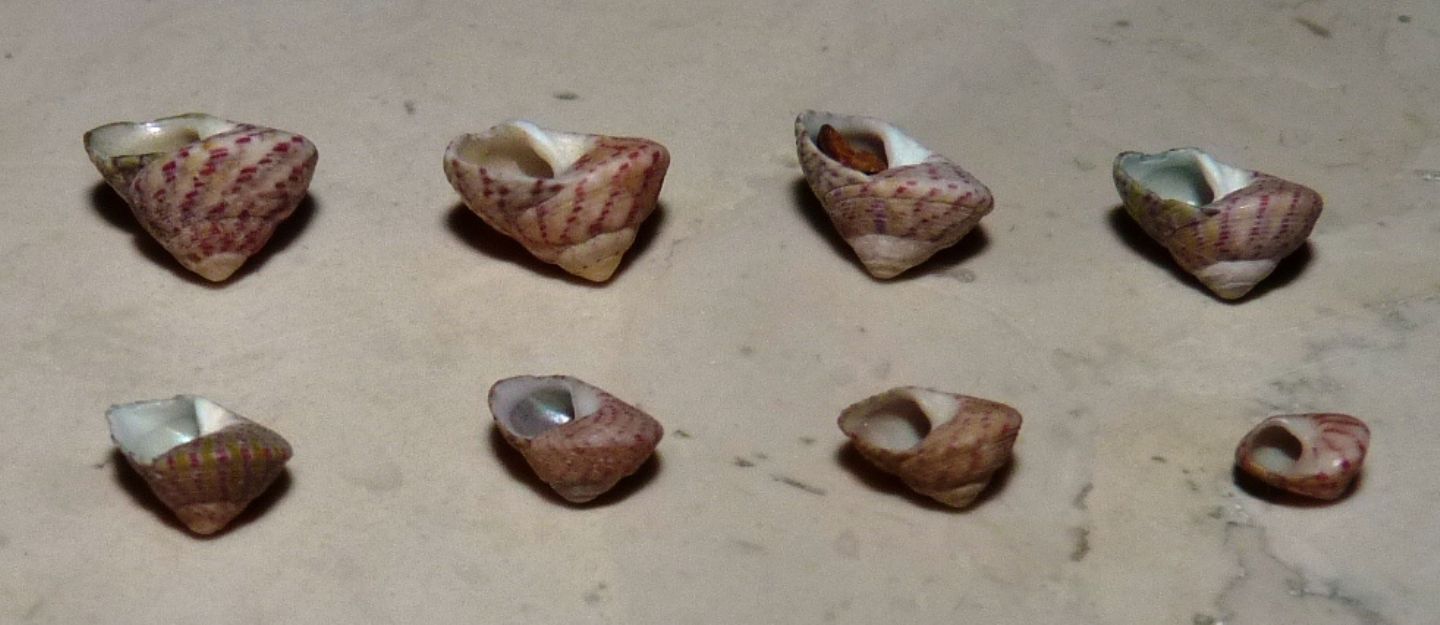 Trochidae Gibbula divaricata ?